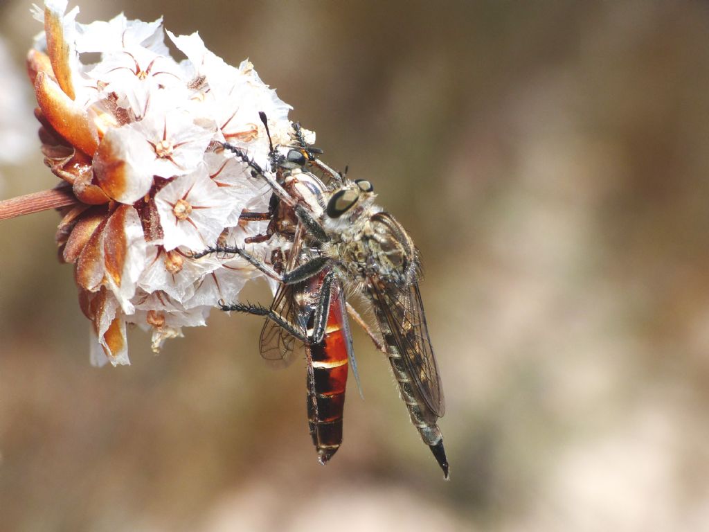 Dittero strano: Leptomydas sardous M e F (Mydidae)